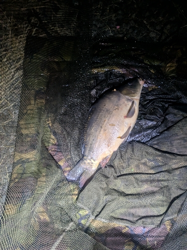 Fish Image