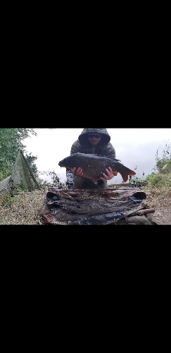 Fish Image