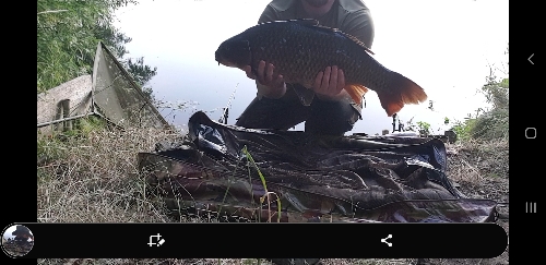 Fish Image