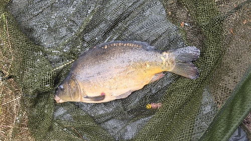 Fish Image