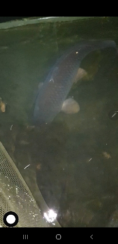 Fish Image