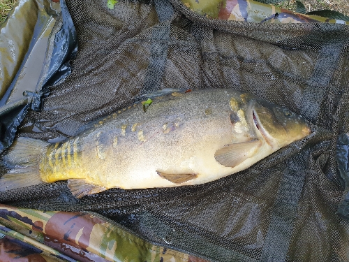 Fish Image