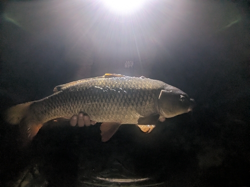 Fish Image