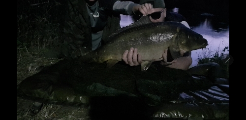 Fish Image