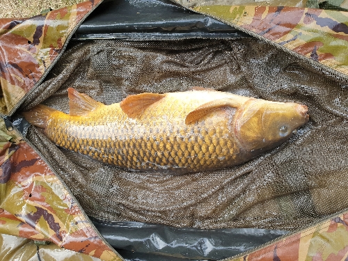 Fish Image